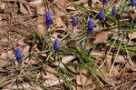 Common grape hyacinth